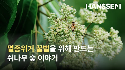 HANSSEM 멸종위기 꿀벌을 위해 만드는 쉬나무 숲 이야기